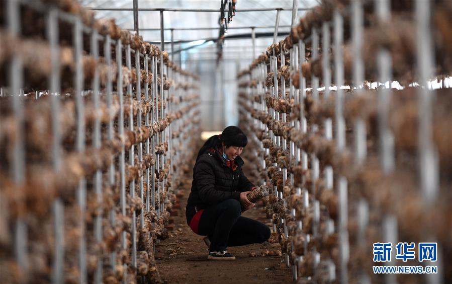 （新華全媒頭條&middot;圖文互動(dòng)）（3）且看信心如何讓黃土變成金&mdash;&mdash;&ldquo;環(huán)京津貧困帶&rdquo;整體脫貧記