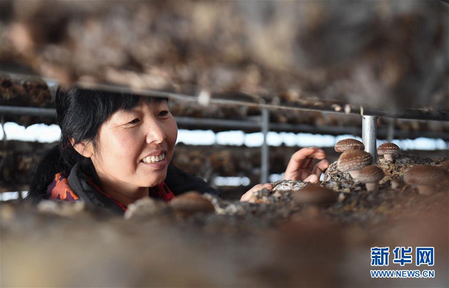 （新華全媒頭條&middot;圖文互動(dòng)）（4）且看信心如何讓黃土變成金&mdash;&mdash;&ldquo;環(huán)京津貧困帶&rdquo;整體脫貧記