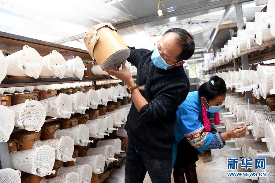 （決戰(zhàn)決勝脫貧攻堅(jiān)&middot;圖文互動(dòng)）（2）&ldquo;小蜂王&rdquo;的大夢(mèng)想