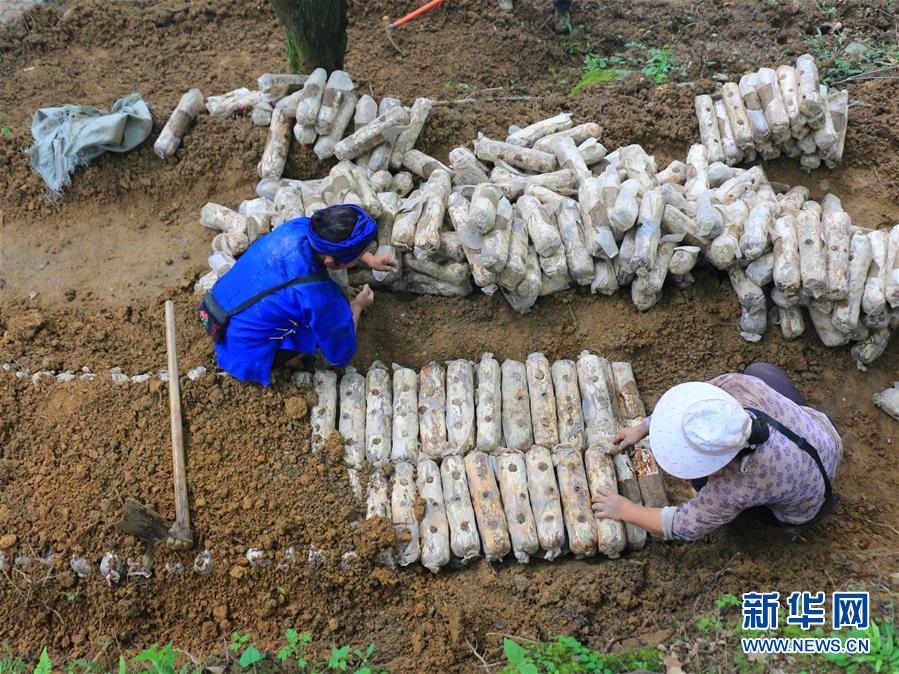 (決戰(zhàn)決勝脫貧攻堅·圖文互動)(1)問林下要地 助“新市民”就業(yè)增收