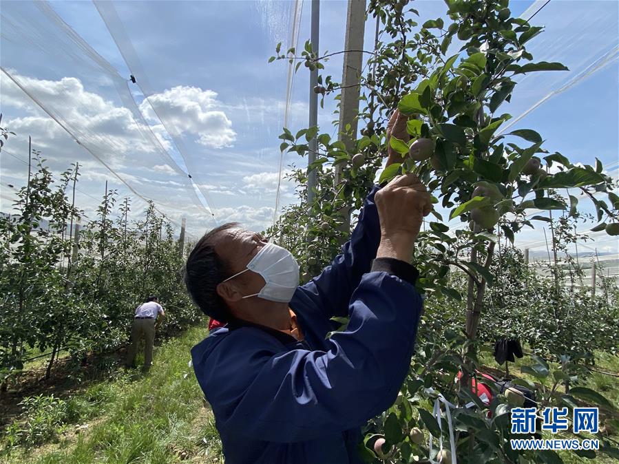 （決戰(zhàn)決勝脫貧攻堅&middot;圖文互動）（2）高原紅了，日子好了&mdash;&mdash;貴州海拔最高縣發(fā)展蘋果產(chǎn)業(yè)見聞