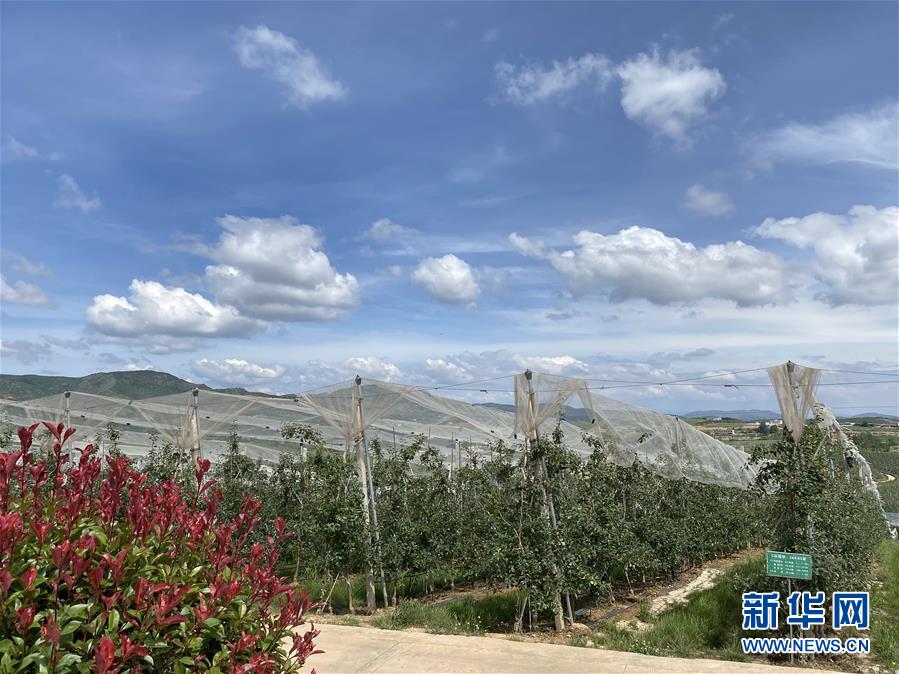（決戰(zhàn)決勝脫貧攻堅&middot;圖文互動）（3）高原紅了，日子好了&mdash;&mdash;貴州海拔最高縣發(fā)展蘋果產(chǎn)業(yè)見聞