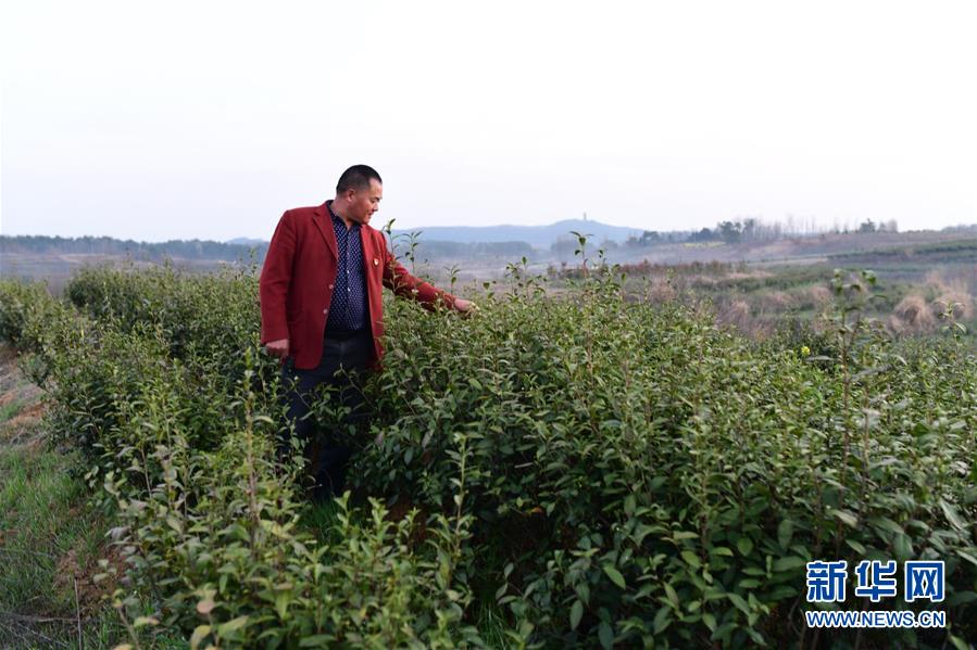 （決戰(zhàn)決勝脫貧攻堅(jiān)&middot;圖文互動(dòng)）（3）貧困戶老楊的人生&ldquo;三級跳&rdquo;