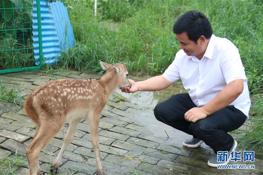 （防汛抗洪&middot;圖文互動）（2）洞庭湖洪水中的野生動物&ldquo;生死營救&rdquo;