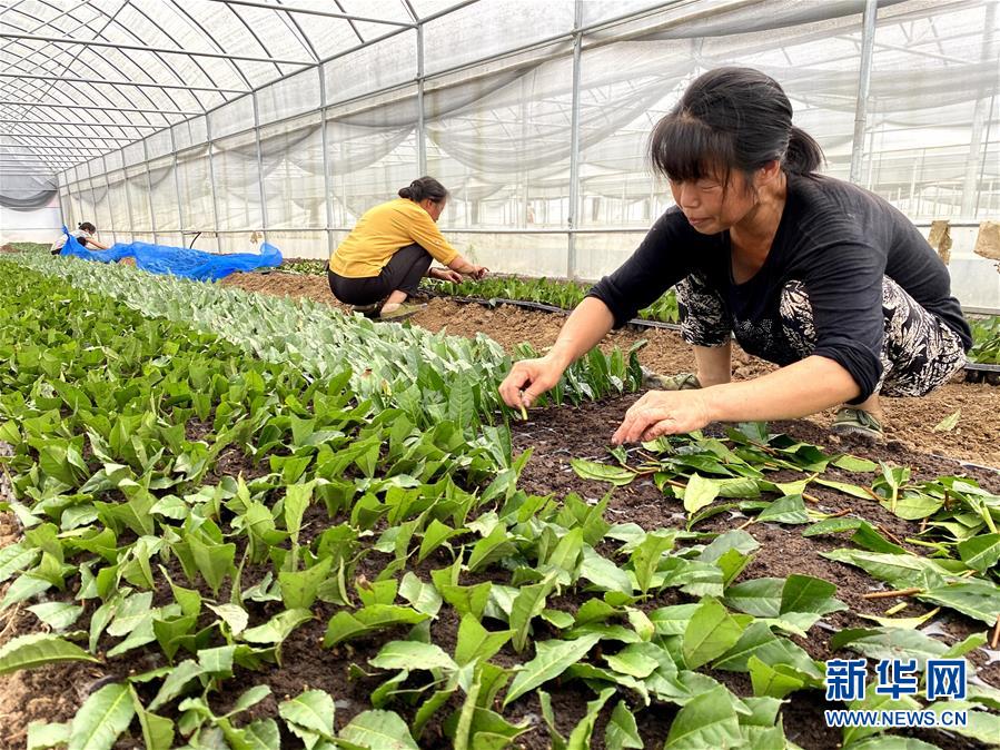 (防汛抗洪·圖文互動)(4)修路通水忙重建 補種搶收復(fù)生產(chǎn)——湘西山洪后恢復(fù)生產(chǎn)生活見聞