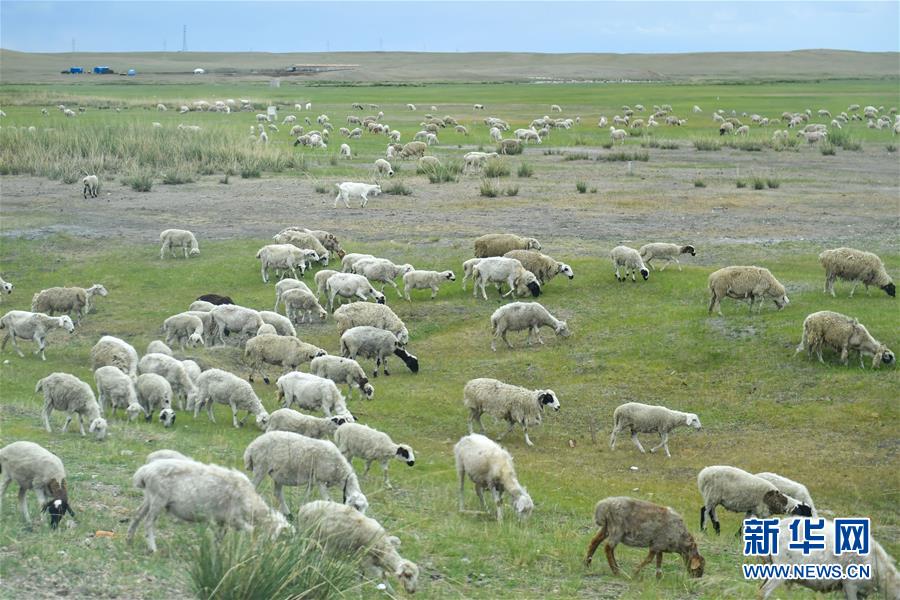 （走向我們的小康生活&middot;圖文互動）（1）草原有了網(wǎng)，手機能放羊&mdash;&mdash;看呼倫貝爾大草原牧民生活變了樣 