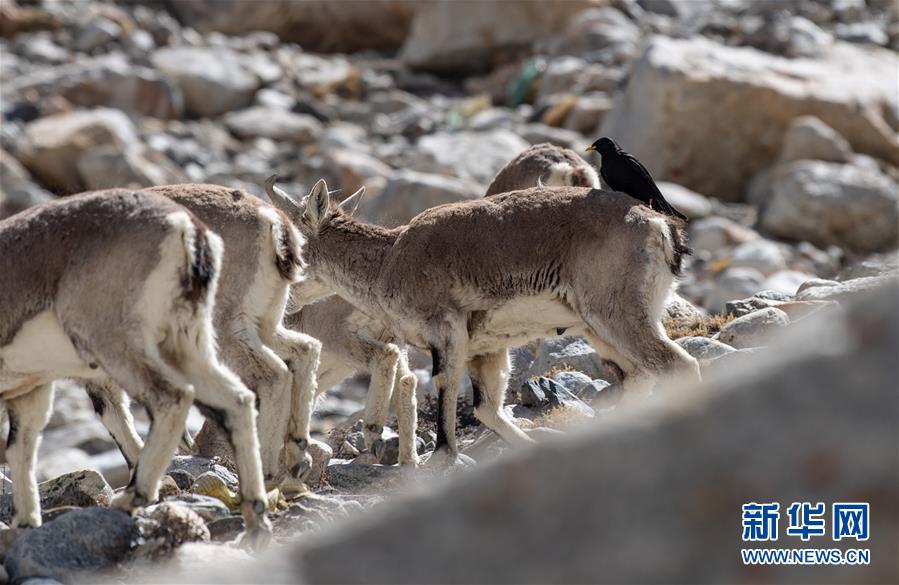 （圖文互動）（3）&ldquo;最美第三極&rdquo;：筑起生態(tài)文明高地