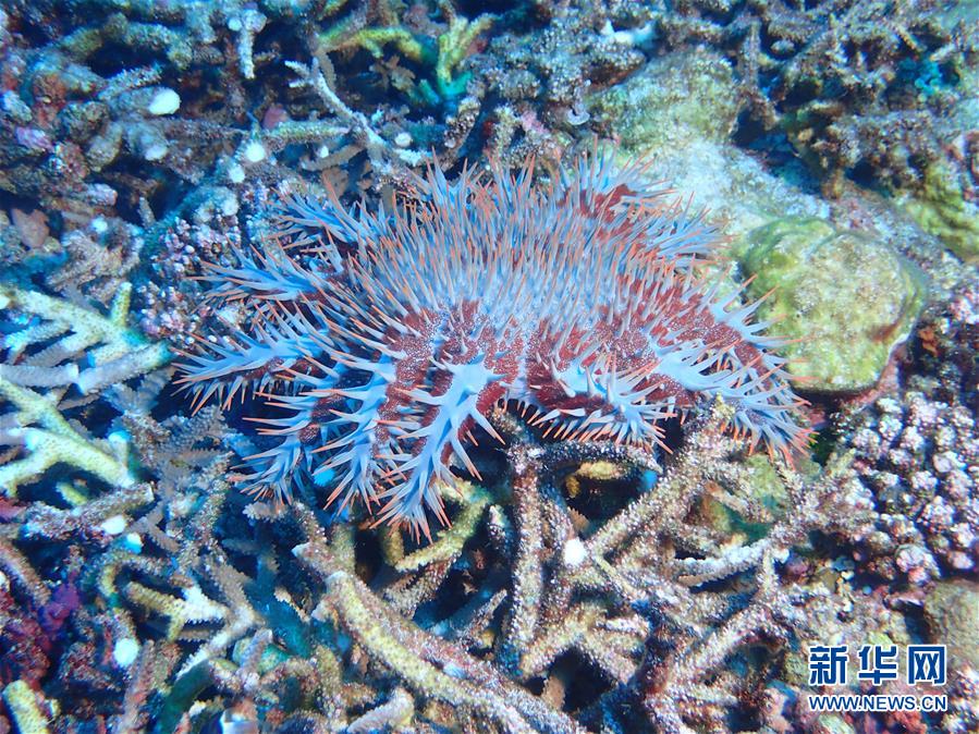 (圖文互動)(3)中沙群島綜合科學考察項目2020年度綜合航次任務完成