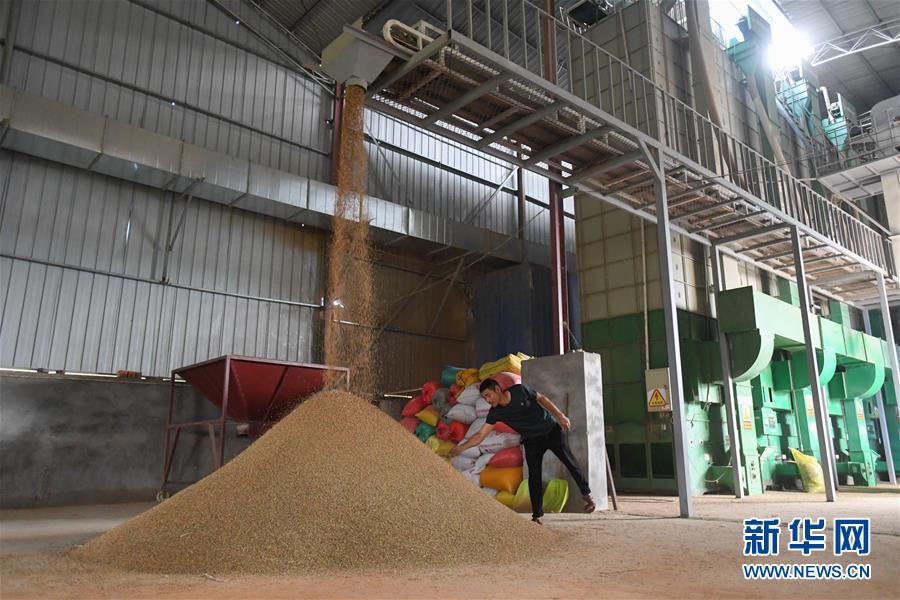 （新華視點&middot;聚焦餐桌外的浪費&middot;圖文互動）（1）農(nóng)戶儲糧損失達(dá)8%！設(shè)施普遍簡陋，蟲害霉變堪憂
