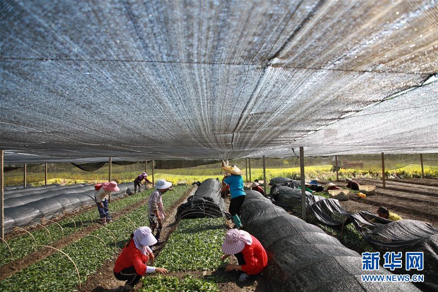 （新華全媒頭條&middot;決戰(zhàn)決勝脫貧攻堅&middot;督戰(zhàn)未摘帽貧困縣&middot;圖文互動）（7）不獲全勝，決不收兵&mdash;&mdash;全國52個掛牌督戰(zhàn)貧困縣脫貧攻堅紀(jì)實