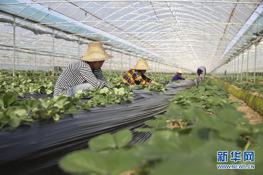 （新華全媒頭條&middot;決戰(zhàn)決勝脫貧攻堅&middot;督戰(zhàn)未摘帽貧困縣&middot;圖文互動）（12）不獲全勝，決不收兵&mdash;&mdash;全國52個掛牌督戰(zhàn)貧困縣脫貧攻堅紀(jì)實