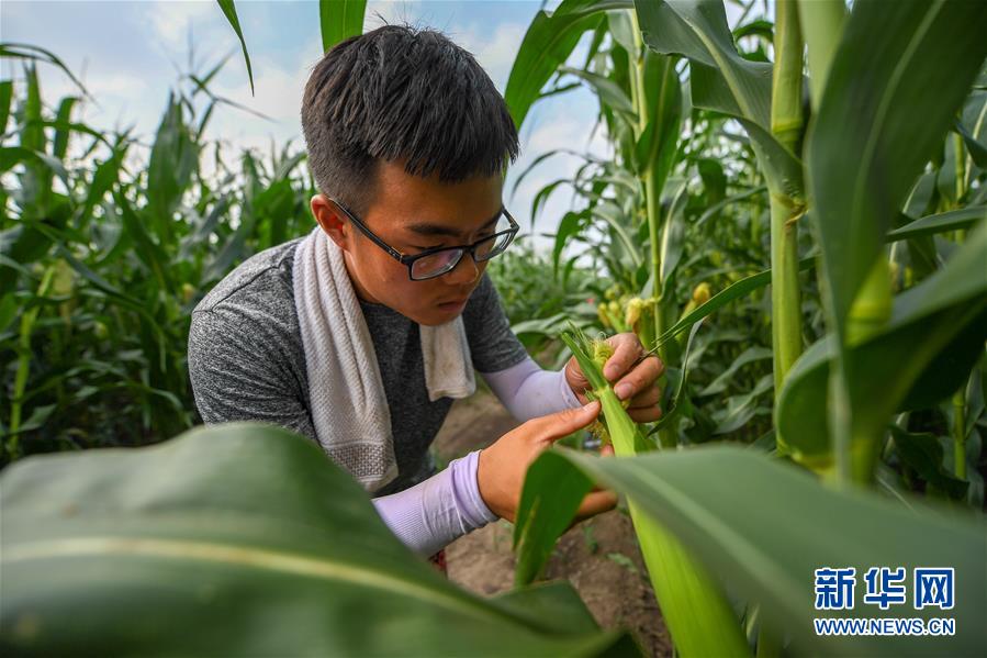 (新華全媒頭條·圖文互動)(7)為現(xiàn)代農業(yè)探新路——來自吉林梨樹的田野報告