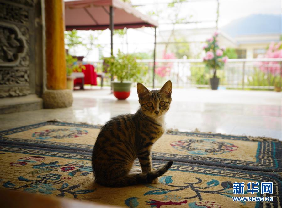 （走向我們的小康生活&middot;決戰(zhàn)決勝脫貧攻堅(jiān)&middot;圖文互動(dòng)）（3）甘青交界處的跨越&mdash;&mdash;保安族、撒拉族的脫貧故事