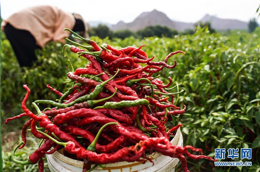 （走向我們的小康生活&middot;決戰(zhàn)決勝脫貧攻堅(jiān)&middot;圖文互動(dòng)）（8）甘青交界處的跨越&mdash;&mdash;保安族、撒拉族的脫貧故事 