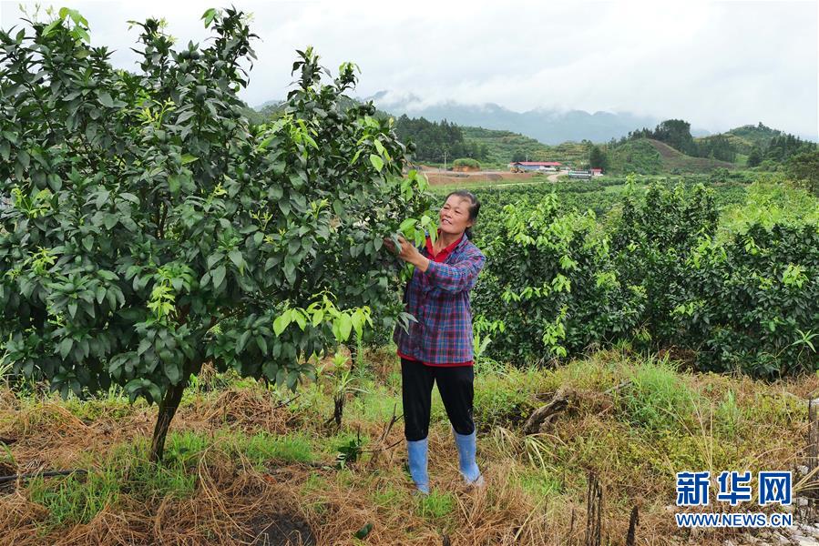 （決戰(zhàn)決勝脫貧攻堅(jiān)&middot;圖文互動(dòng)）（10）同飲一江水 攜手&ldquo;斬窮根&rdquo;&mdash;&mdash;深圳對(duì)口廣西河池、百色扶貧協(xié)作見(jiàn)聞