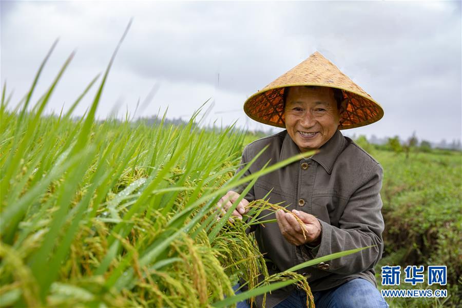 (中國農(nóng)民豐收節(jié)·圖文互動)(1)“洞庭米王”豐收心曲:粒粒辛苦方有“一粥一飯”