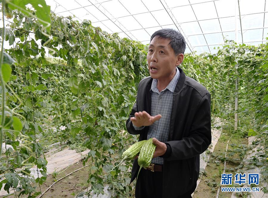 （走向我們的小康生活&middot;決戰(zhàn)決勝脫貧攻堅(jiān)&middot;圖文互動(dòng)）（4）高原喜見(jiàn)&ldquo;壽光綠&rdquo;&mdash;&mdash;&ldquo;世界屋脊&rdquo;上的蔬菜發(fā)展奇跡