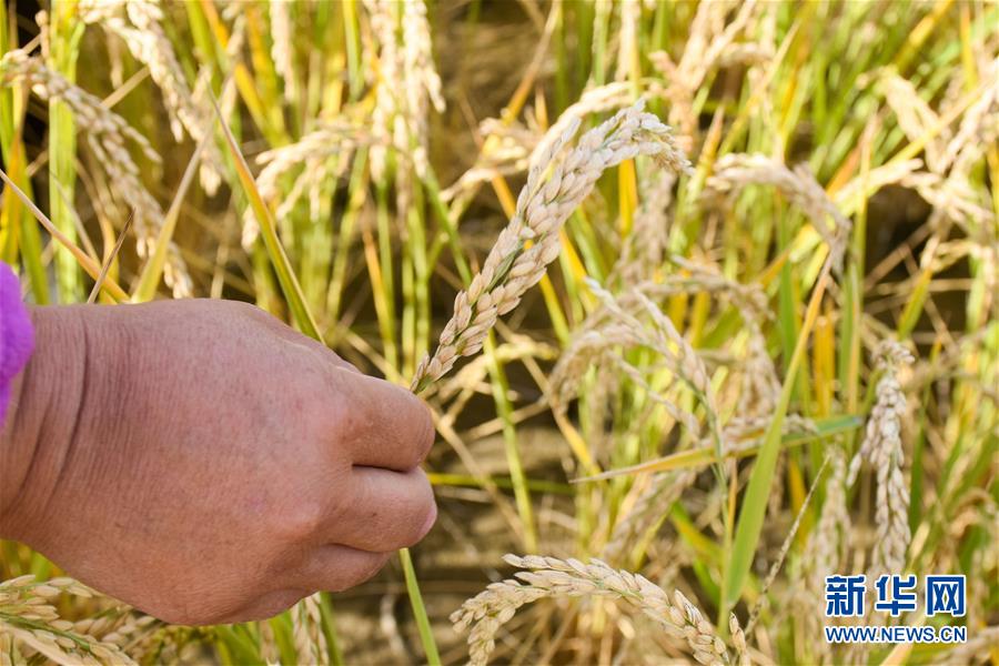 (圖文互動(dòng))(5)我在塔克拉瑪干沙漠種水稻