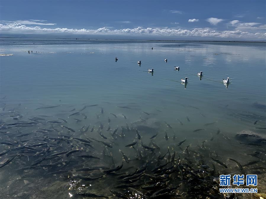 (新華全媒頭條·圖文互動)(4)大湖見證 ——持續(xù)保護(hù)讓青海湖生態(tài)華麗“蝶變”