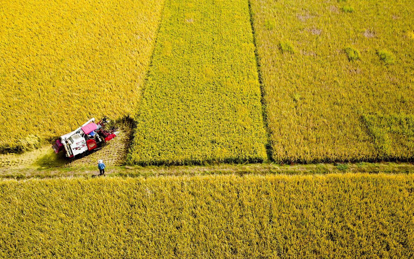 我國糧食生產(chǎn)實現(xiàn)&ldquo;十七連豐&rdquo;