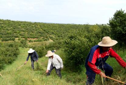&ldquo;一畝油茶百斤油，又娶媳婦又蓋樓&rdquo;&mdash;&mdash;河南光山走上生態(tài)富民路