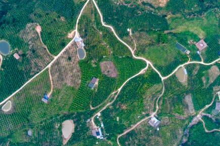 金沙江畔新華坪：黑色轉綠色，荒山變金山