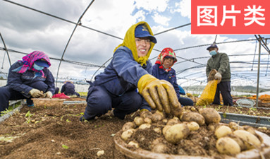 弘基小土豆變成了脫貧增收&ldquo;金蛋蛋&rdquo;