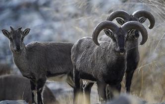 巖壁&ldquo;精靈&rdquo;躍動賀蘭山