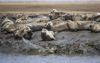 斑海豹洄游棲息遼河入?？? />  
<div>斑海豹洄游棲息遼河入海口</div>
</a> 
</div>
<div   id=