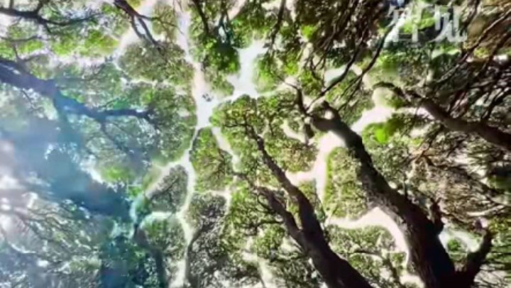 樹木為何會相互“禮讓”？