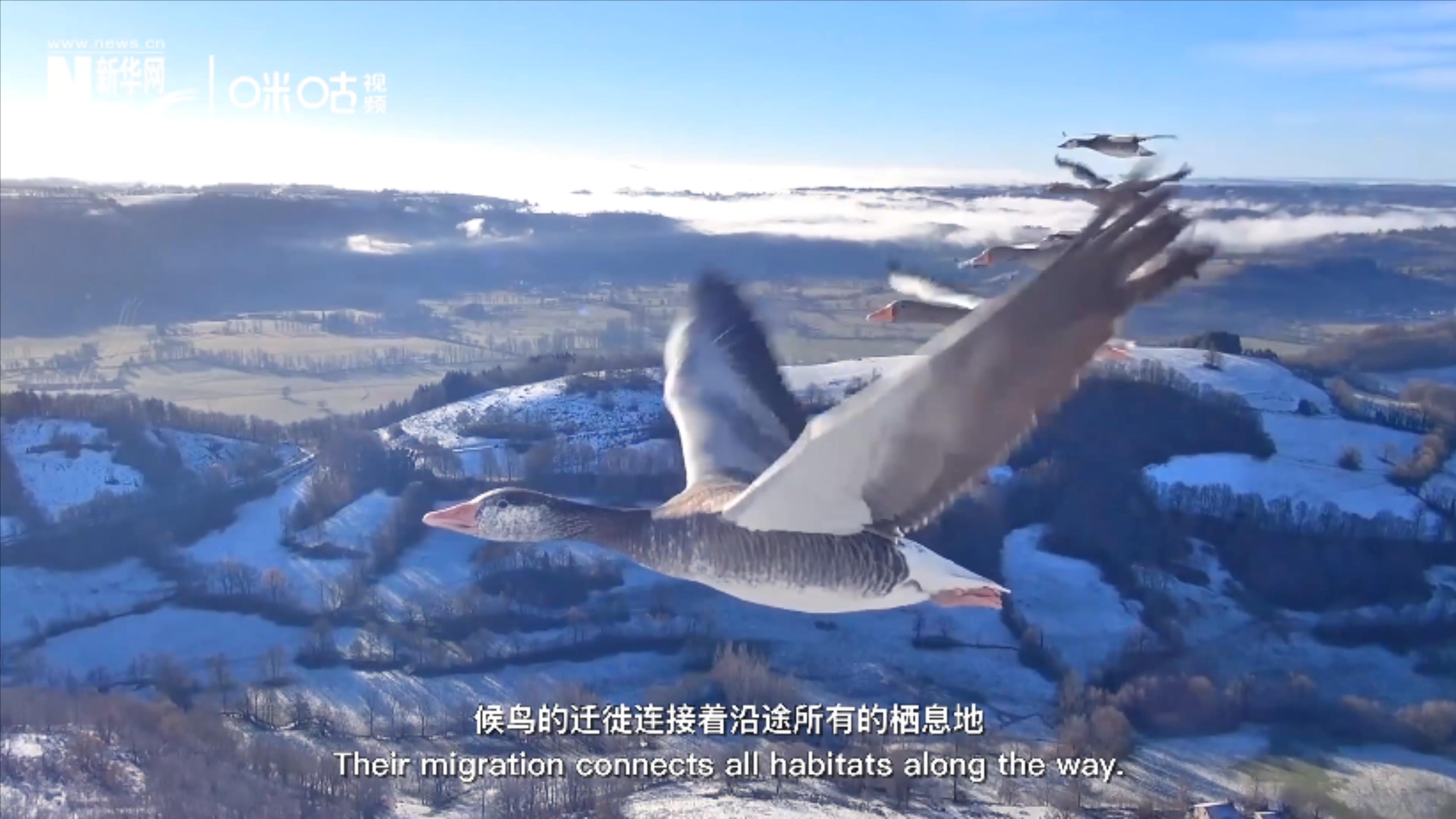 全球大規(guī)模鳥(niǎo)類(lèi)遷徙共有八條跨越國(guó)界的路線(xiàn)