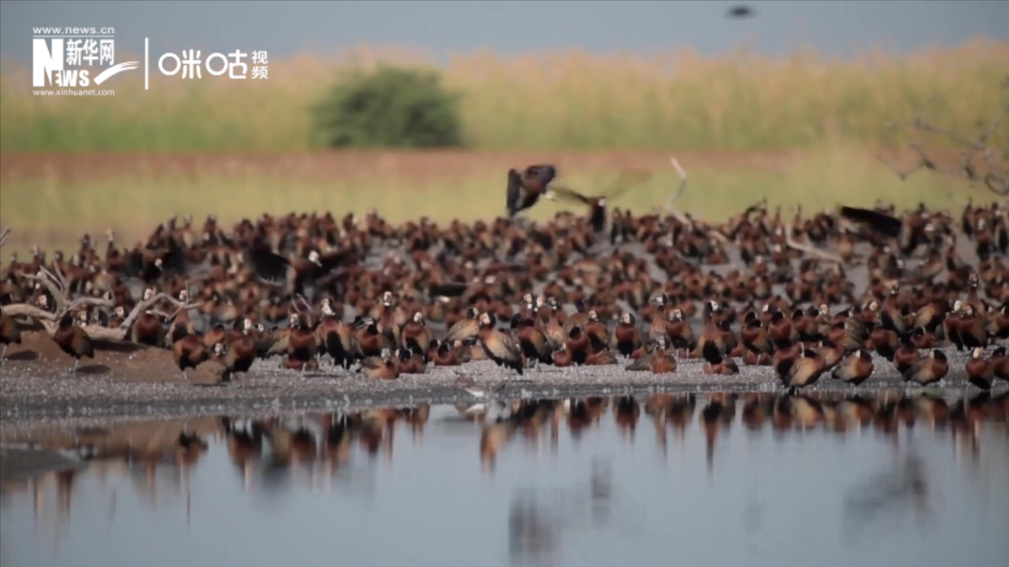 候鳥(niǎo)將人類(lèi)、生態(tài)系統(tǒng)和世界各國(guó)連在一起