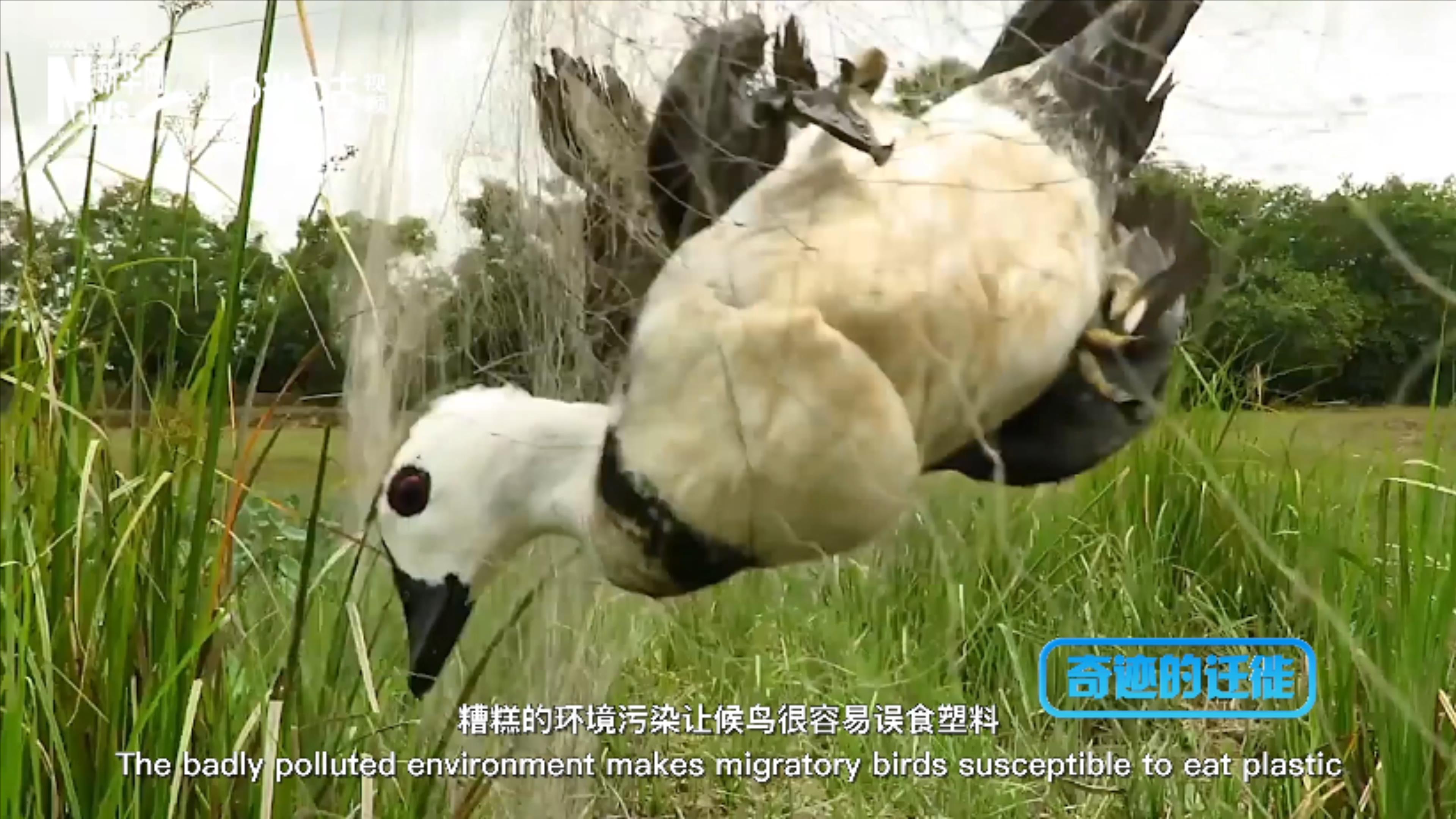 棲息地減少、環(huán)境污染、捕殺正威脅著候鳥(niǎo)的生存