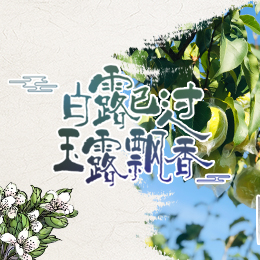 白露已過，玉露飄香