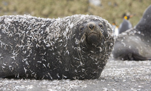 海豹穿&ldquo;羽絨服&rdquo;企鵝群里打滾撒嬌