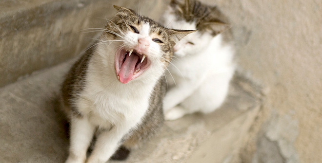 你見(jiàn)過(guò)這樣的腹黑貓嗎？