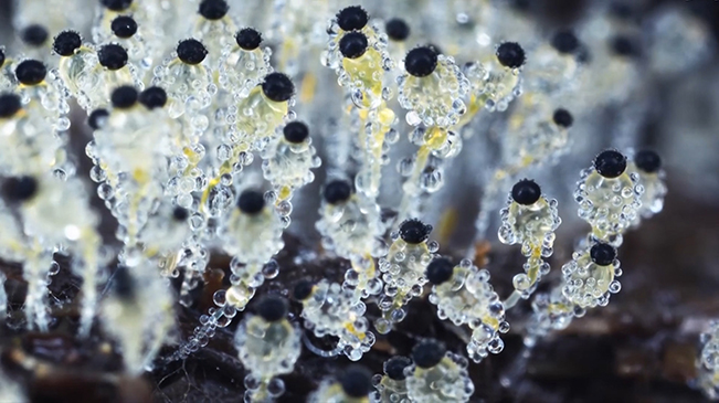 太美了！90后姑娘拍下微觀菌類(lèi)世界