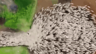 航拍記錄以色列千只綿羊&ldquo;開飯&rdquo;現(xiàn)場(chǎng)