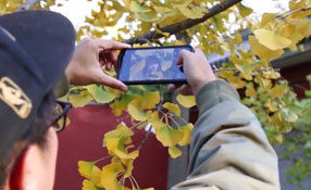 拯救你的拍照技術(shù)！五招用手機(jī)拍出唯美銀杏照