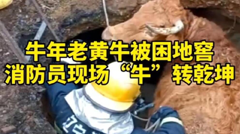 牛年老黃牛被困地窖，消防員現(xiàn)場&ldquo;牛&rdquo;轉(zhuǎn)乾坤！