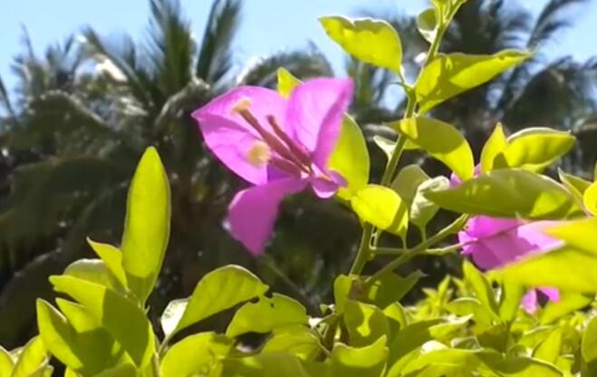 海南：超40℃！多市縣發(fā)布高溫預(yù)警