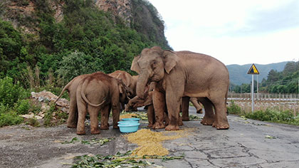 大象去哪兒？ 昨天野象群在玉溪易門活動
