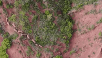 &ldquo;象&rdquo;往何方？ 象群正翻山南行 當?shù)赜行蚴枭⑷罕? /></a>
<div   id=