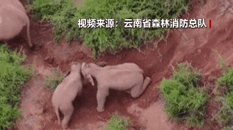 &ldquo;象&rdquo;往何方？野象群持續(xù)向南行進