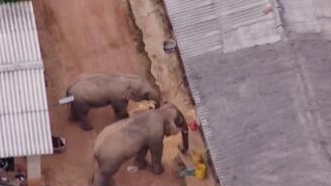 圈粉無數(shù)的&ldquo;大象旅行團(tuán)&rdquo;走到哪兒了？