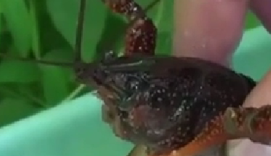 封殺！ 日本擬將小龍蝦指定為外來(lái)入侵物種