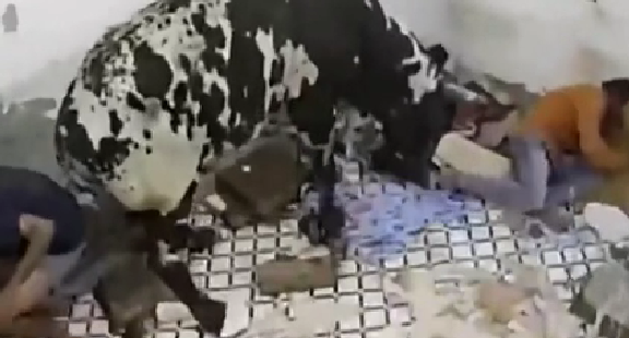 驚嚇！ 印度公牛打架沖進(jìn)屋子 男子奪門而出