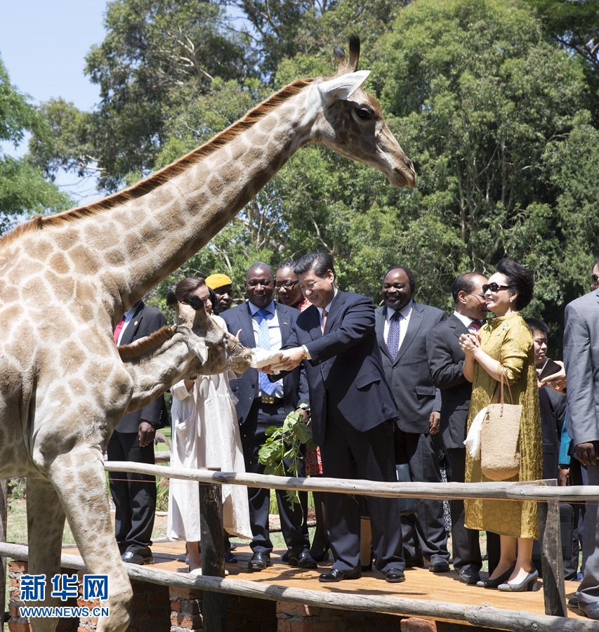 12月2日，國家主席習近平在津巴布韋考察野生動物救助基地。在基地負責人陪同下，習近平和夫人彭麗媛察看了基地救助的野生動物，并給大象、長頸鹿遞喂水果、樹葉。新華社記者 黃敬文 攝 