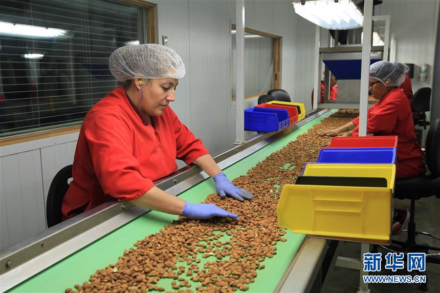 （國(guó)際&middot;圖文互動(dòng)）（1）加州巴旦木種植業(yè)農(nóng)民期待中美早日消除貿(mào)易摩擦