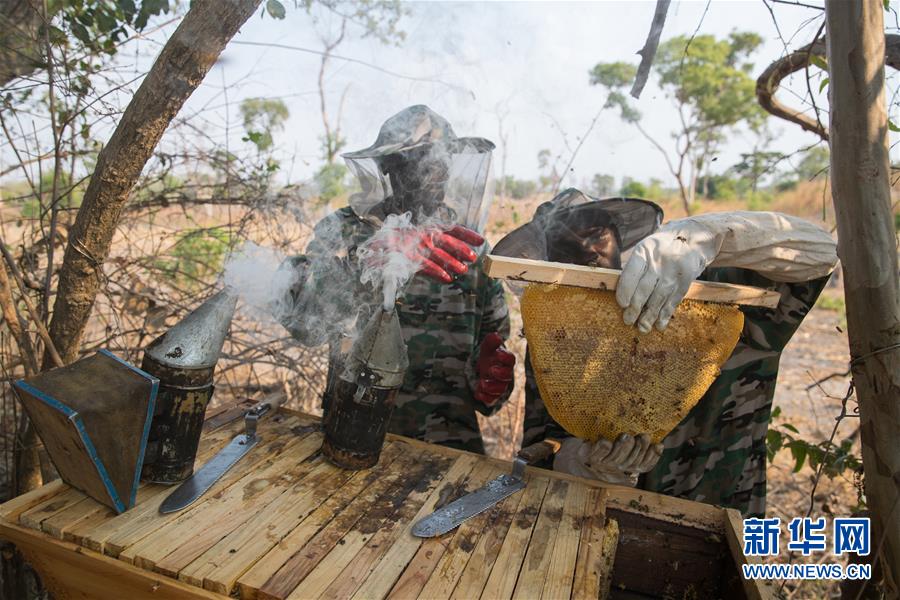 (國際·聚焦進(jìn)口博覽會·圖文互動)(4)通訊:贊比亞蜂蜜企業(yè)欲借進(jìn)博會開拓中國市場